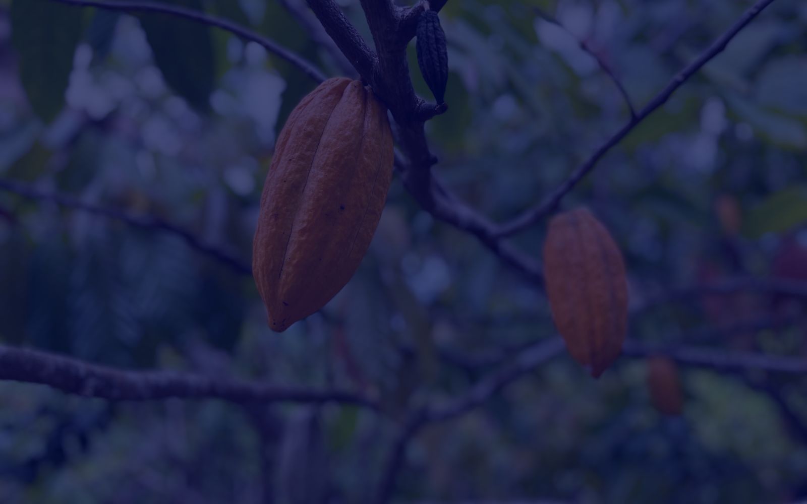 Mazorcas de cacao maduras colgando de las ramas de un árbol.